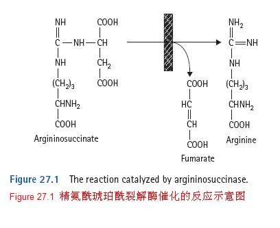 国外好文大家读尿素循环障碍之精氨酰琥珀酸尿症
