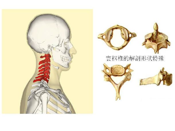 上颈椎和下颈椎有什么不同