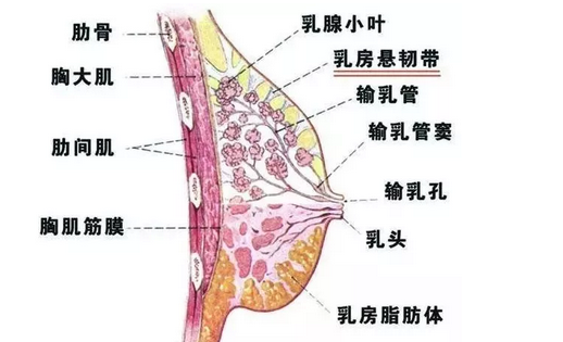 乳腺小叶解剖图图片