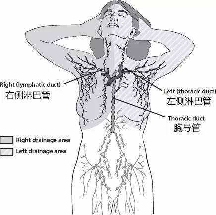 图文教程乳腺癌术后上肢水肿的淋巴引流法