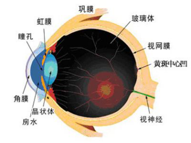 虹膜组织结构图图片