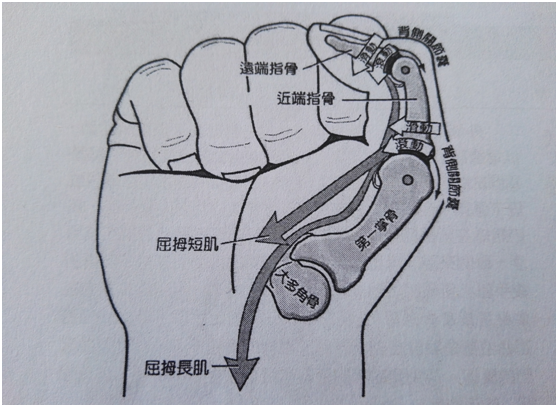 手屈肌腱修復後的康復(一)屈肌腱的分區及解剖 - 好大夫在線