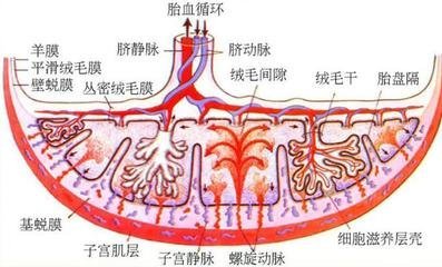 胎盘结构图图片
