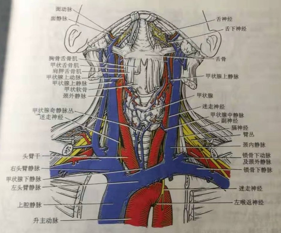 食管在脖子位置图片图片
