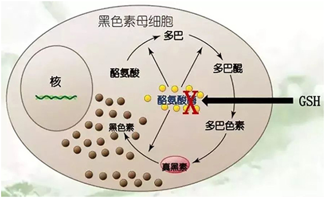 α硫辛酸,矿物元素等α硫辛酸能消除人体因代谢产生的自由基,加快黑