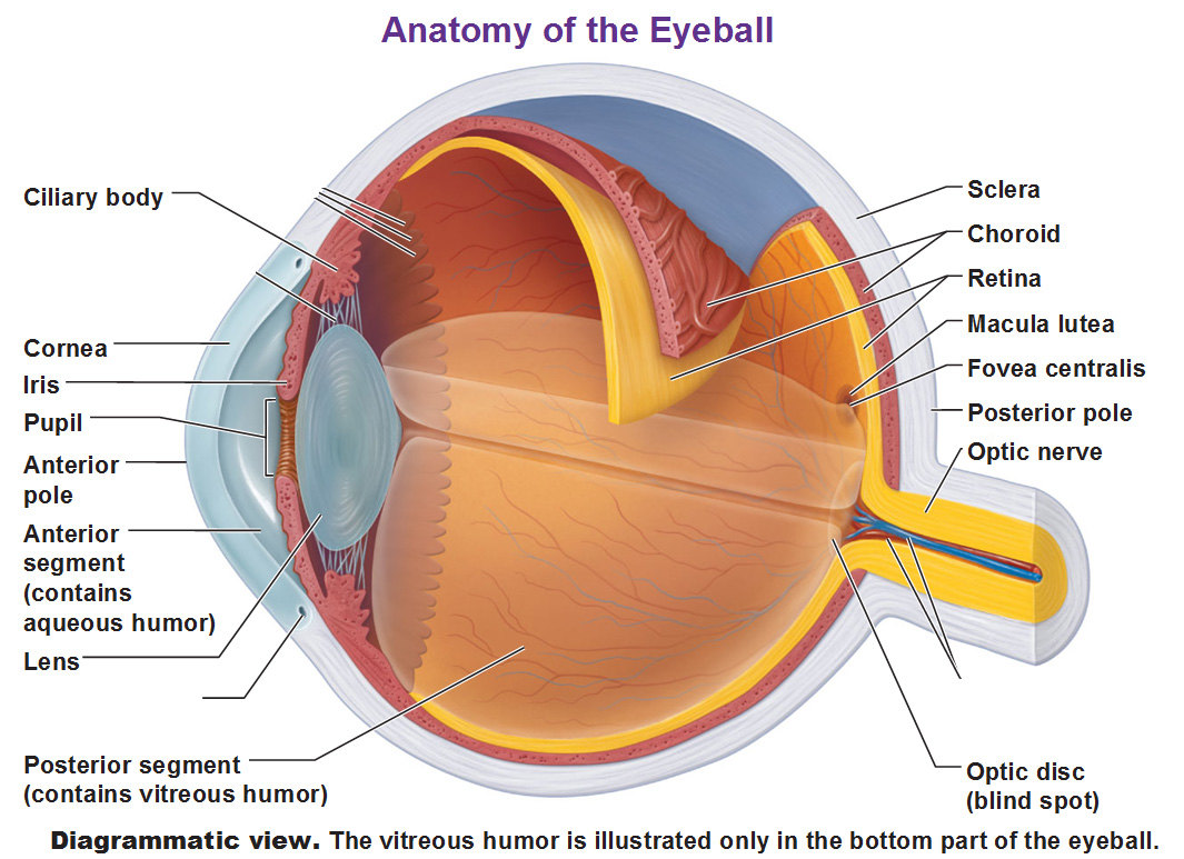 1557734898615781.jpg anatomy-of-the-eyeball-iris-cornea-sclera-choroid-retina-macula-lutea-fovea-centrlais-posterior-pole.jpg