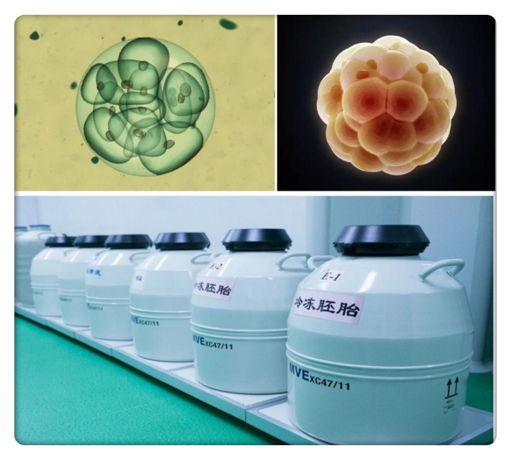 婴儿胚胎被冷冻_冷冻胚胎婴儿健康吗_冷冻婴儿胚胎怎么处理