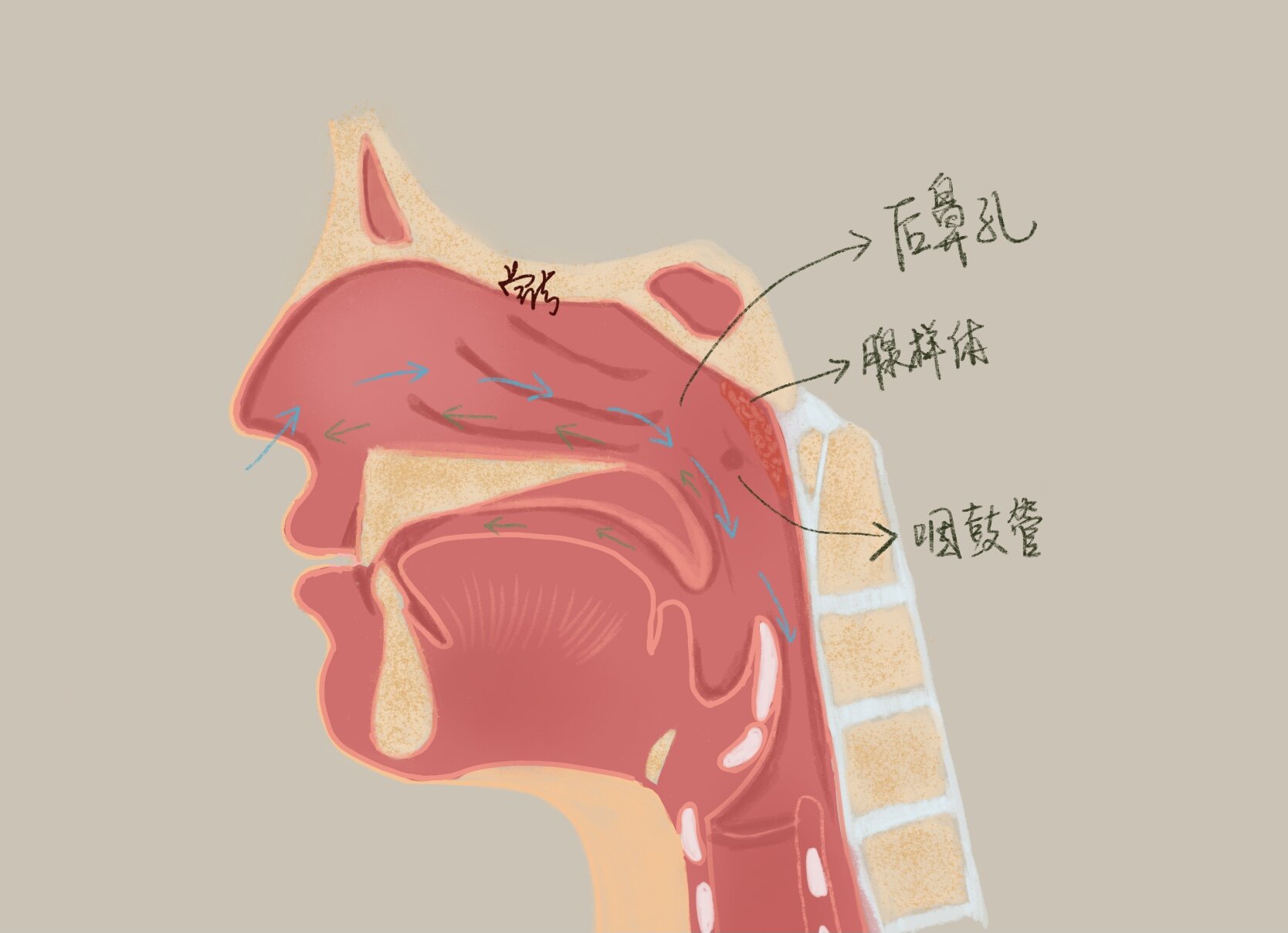 经唇下、鼻中隔、蝶窦入路垂体腺瘤切除术-神经外科手术-医学