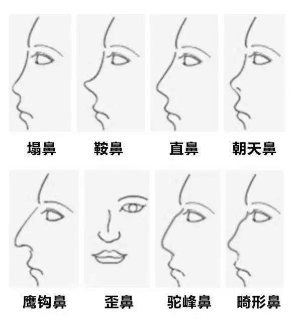 鼻子的形状类型图片