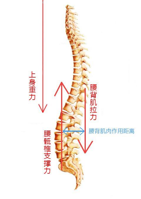 腰椎曲度变直症状图片
