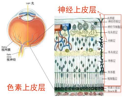 视网膜结构分层图片