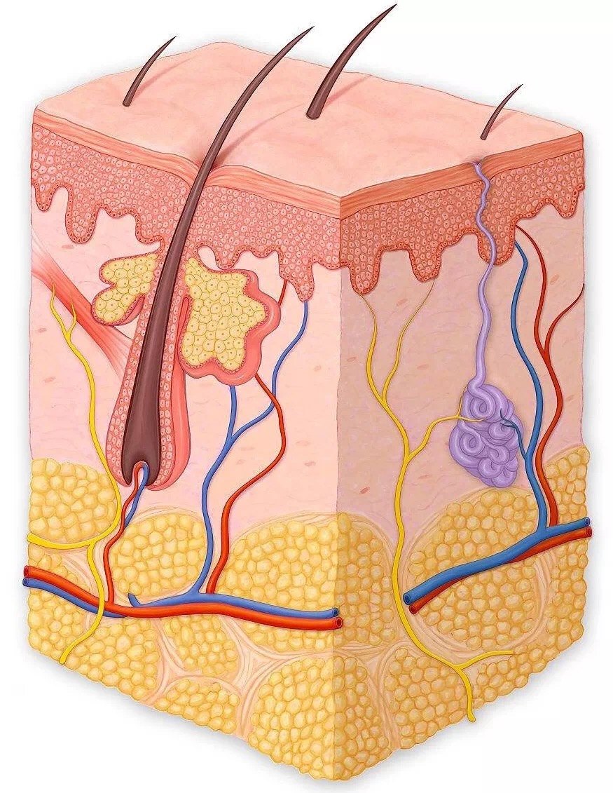 毛囊结构图高清图片