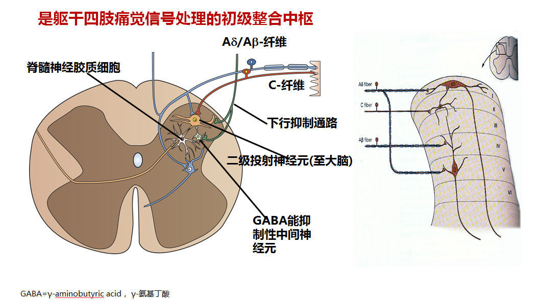 神经痛是大脑神经过敏 好大夫在线