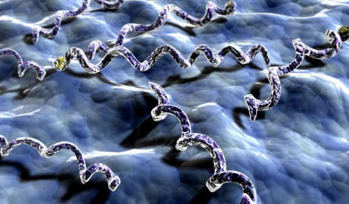  梅毒螺旋体图