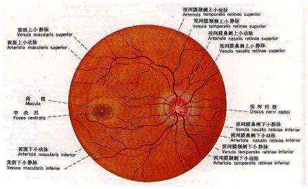 眼科oct检查图解 黄斑图片