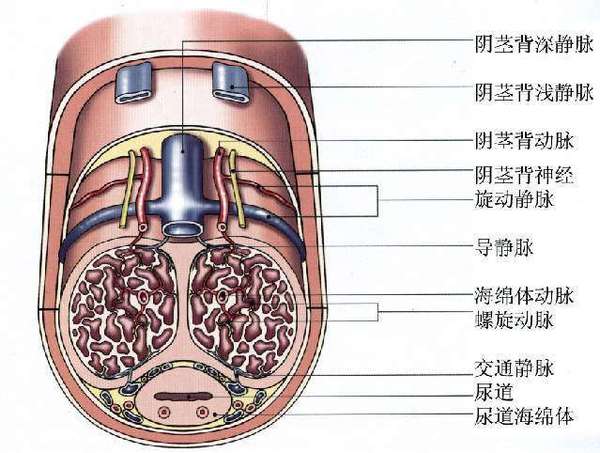 几张男性生殖构造图片