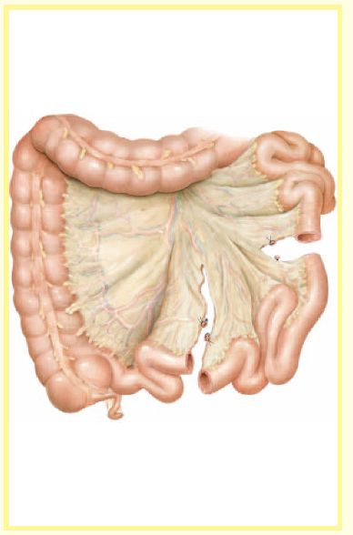 构建储尿囊所需的回肠肠段长度约54cm,取自距回盲部25cm处,采用4