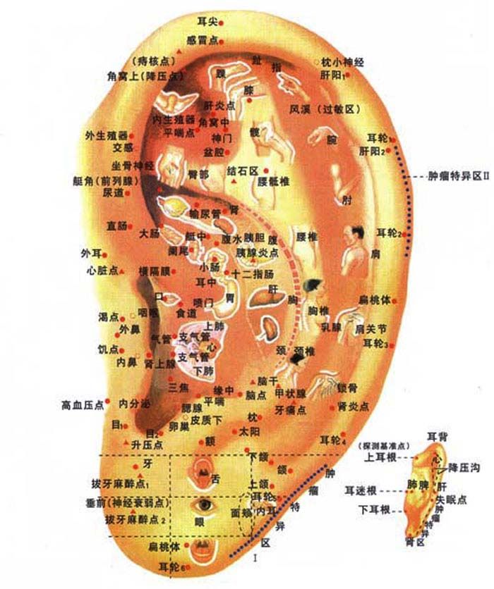 耳朵全息图解高清图片