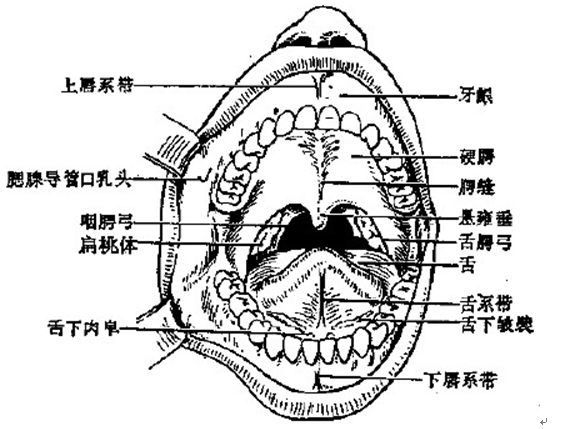 口腔分区及表面形态
