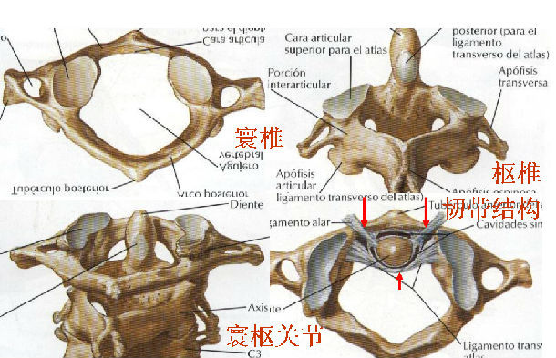 寰枢椎间隙图片