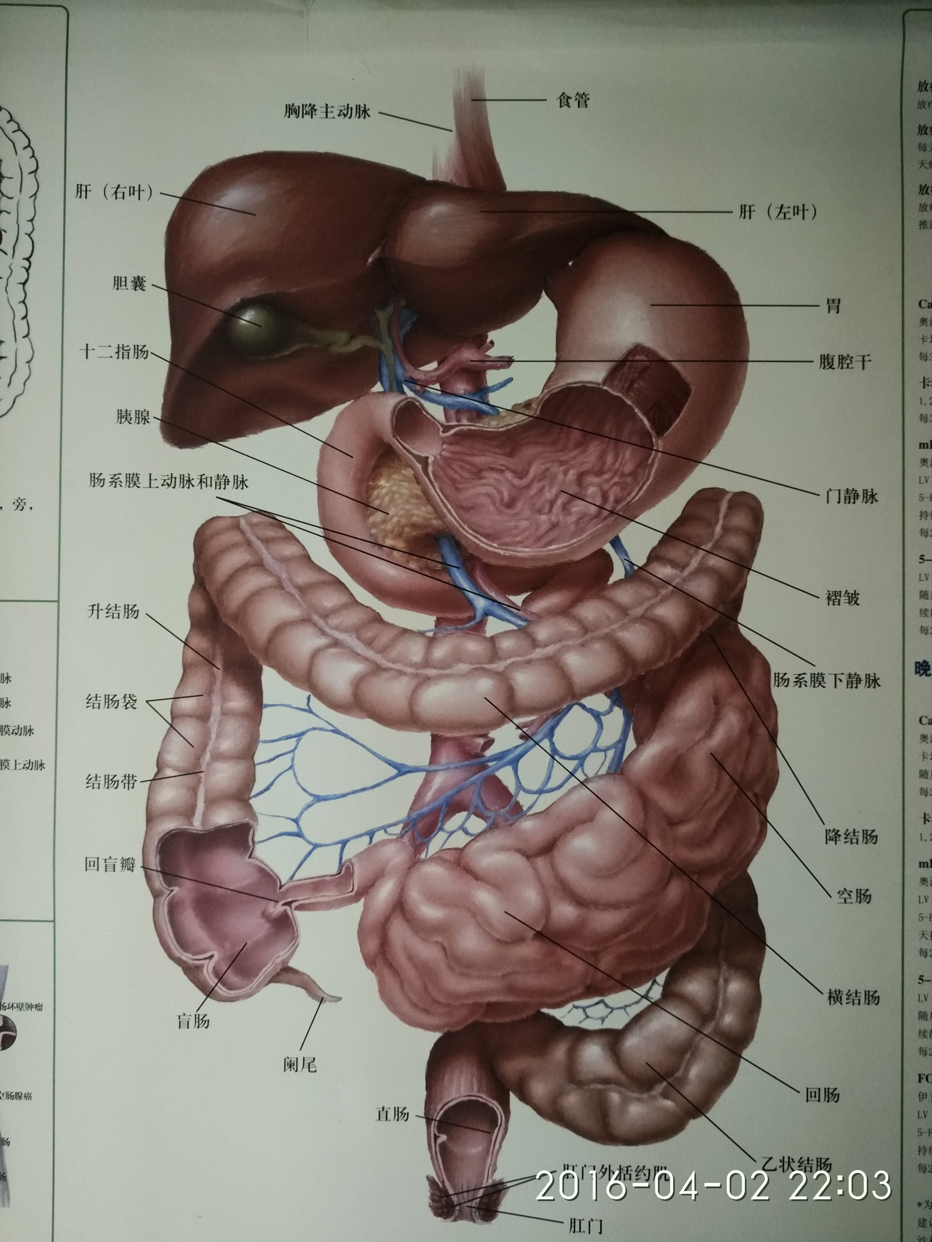 人体腹部器官图示图片