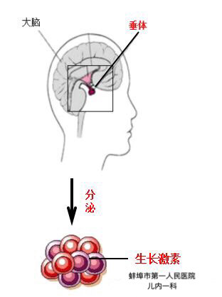 通常情况下,如果生长激素分泌的峰值达到了10ng/ml,认为生长激素的