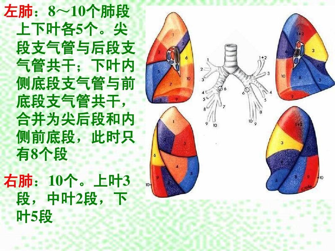 各个肺段有多大?占的功能有多少? 