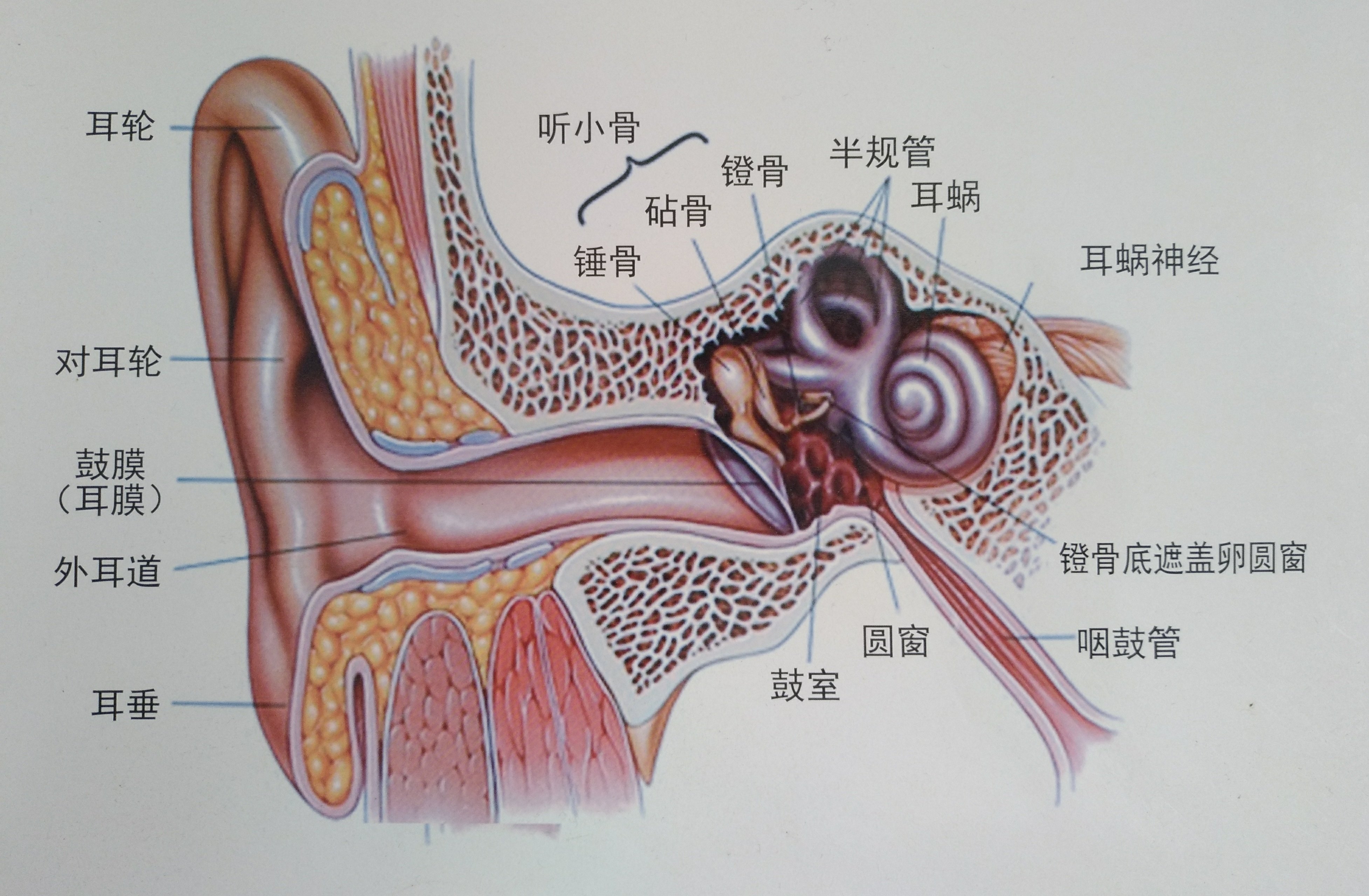 中耳鼓室解剖图图片