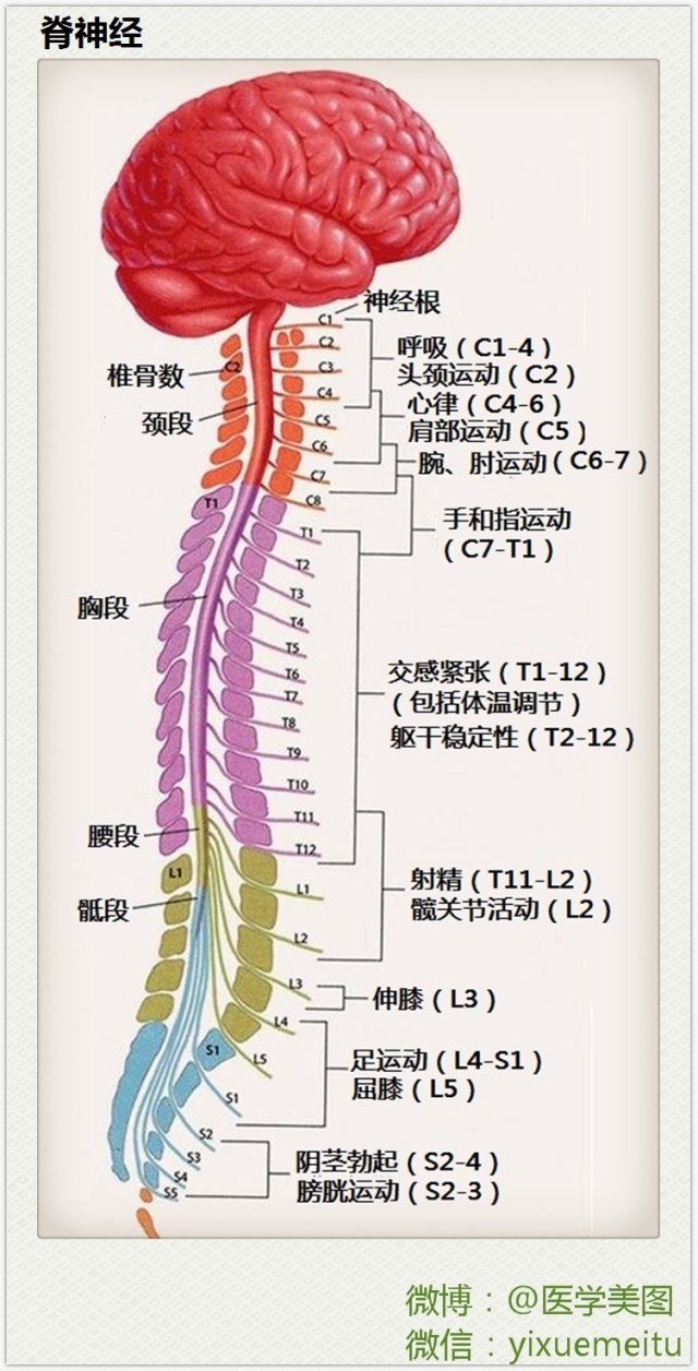 脊神经阶段分布图图片