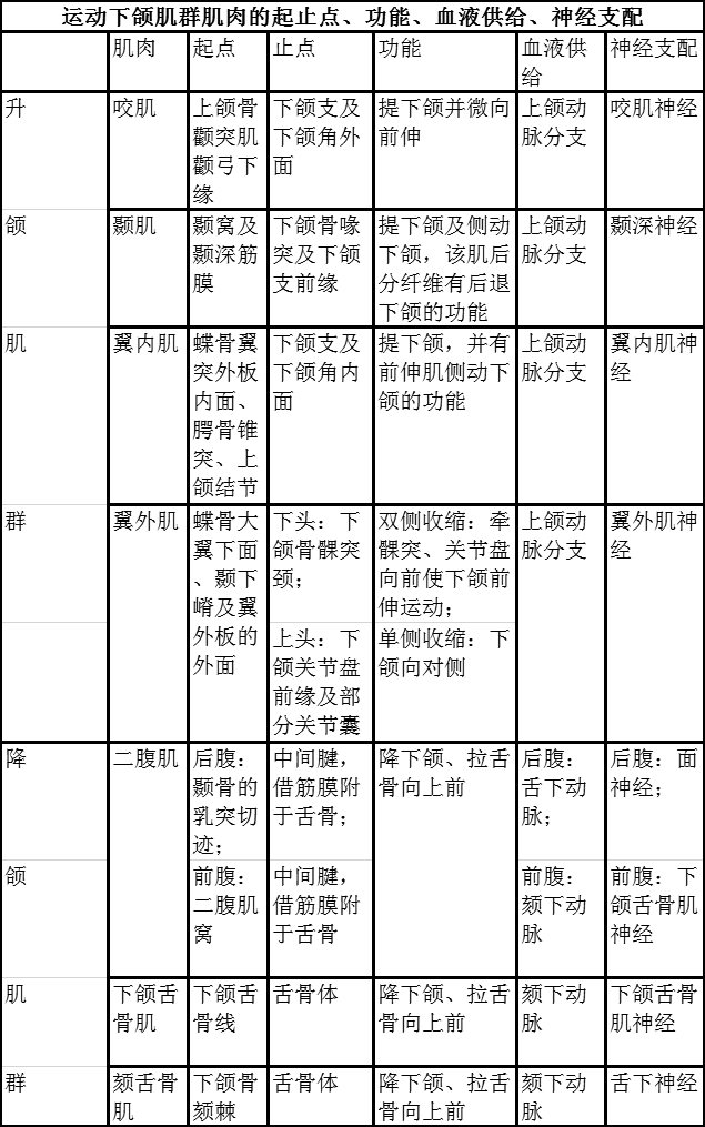 口腔颌面部肌肉咀嚼肌