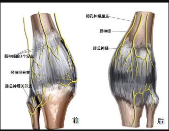 膝痛是哪些神经惹的祸?_膝关节炎 - 好大夫在线