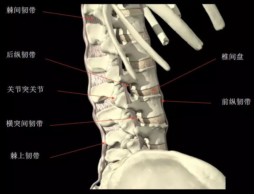 棘上韧带是附着在各椎骨棘突上的索状纤维组织,表面与皮肤相连,起保持