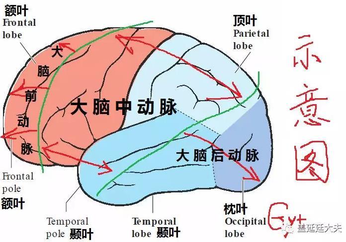 大脑中动脉,大脑后动脉分别管辖不同的脑组织区域,负责不同的功能