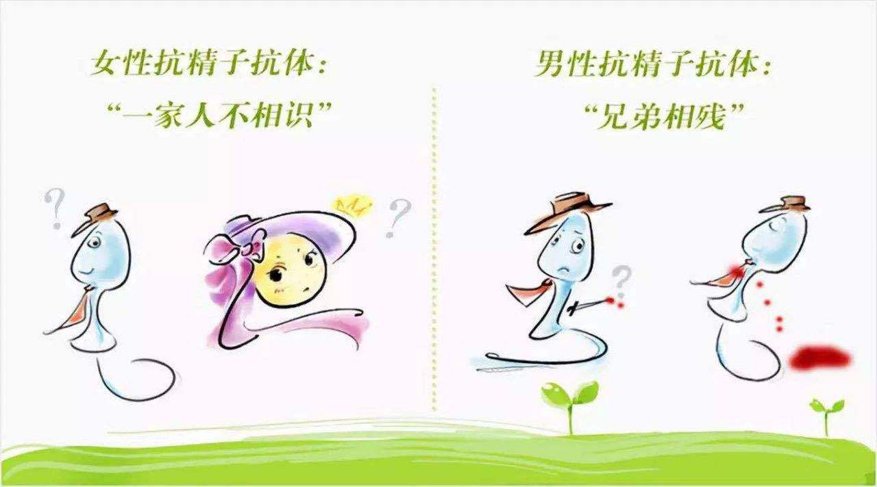 抗精子抗体asab的那些事儿