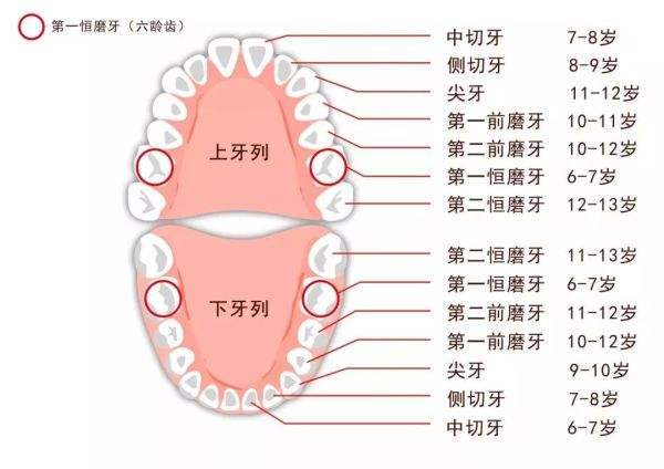 所有牙齒都是以中線為界,上