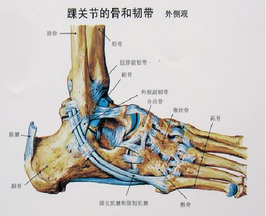 踝关节骨头解剖图图片