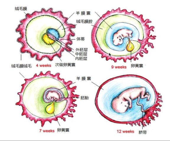 卵黄囊是啥图片