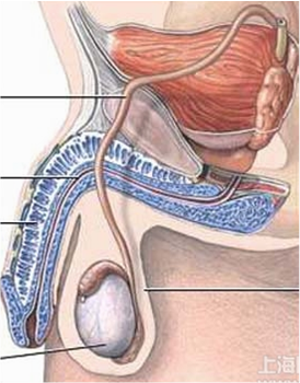 睾丸扭转 急慢性附睾炎 睾丸炎 前列腺痛怎样区别 如何诊治 附睾炎 症状 治疗方法