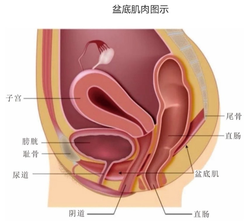 女人紅寶書~ 盆底肌肉鍛鍊(kegel鍛鍊)_子宮脫垂_康復_康復鍛鍊 - 好