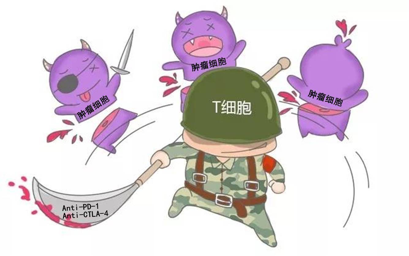 肠癌最新进展:手术前的新辅助免疫治疗对结肠癌有效_结肠癌 - 好大夫