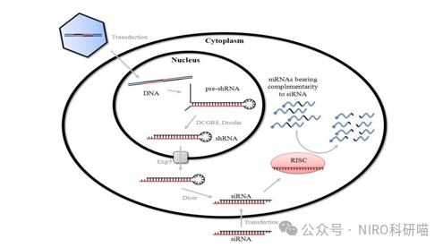 siRNA 、shRNA 和sgRNA,你搞「清楚」了? - 好大夫在线