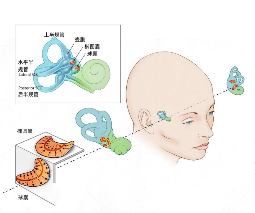 “前庭康复”,知多少?_内耳眩晕_治疗方式_康复锻炼 - 好大夫在线
