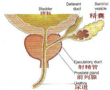 精囊的位置图图片