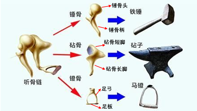 中耳炎系列科普七—图说听骨链重建