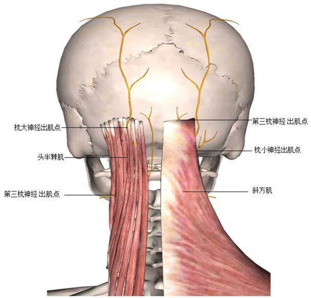 颈部交感神经图片