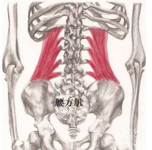 腰方肌解剖图片