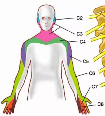 颈椎交感神经节位置图图片