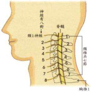 教你如何保护颈椎