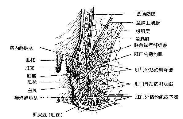 切除(左鍵單擊圖片可以放大查看,以下同)圖2 肛門外括約肌分為3部分