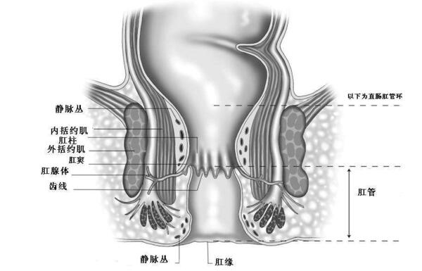 肛门内外括约肌位置图图片